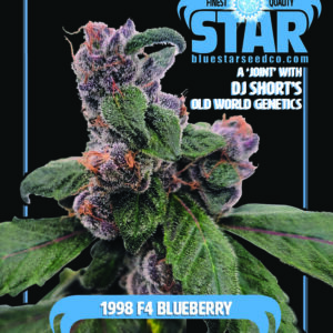 DJ Short's 1998 F4 Blueberry 4 Feminized Seeds