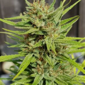 Jedi Mind Trip Columbian (Fire Thai OG x Colombian) 10 Regular Seeds