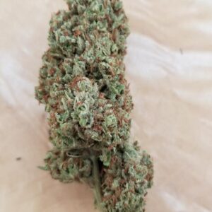 Motorbreath Colombian (Motorbreath x Columbian)  10 Regular Seeds