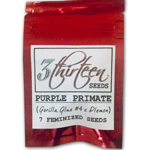 Purple Primate (Gorilla Glue #4 x Plemon) 7 Feminized Seeds