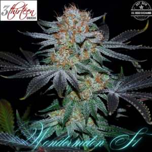 Wondermelon S1 (Simply Watermelon x Peanut Butter Breath) 7 Feminized Seeds