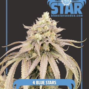 4 Blue Stars F1 4 Feminized Seeds