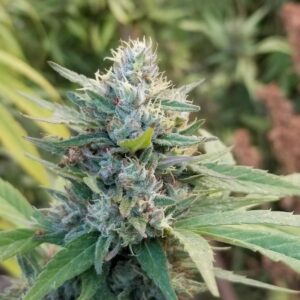 BSHW Colombian (Big Sur Holy Weed x Colombian) 10 Regular Seeds