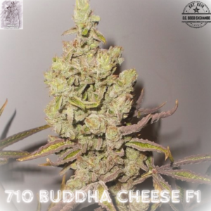 710 Buddha Cheese F1 10 Feminized Seeds