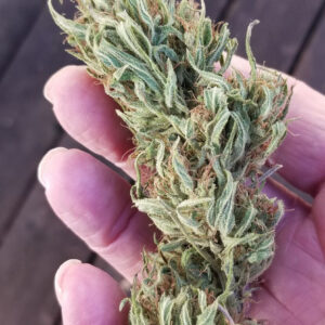 BOEL Oaxacan Colombian #3 10 Regular Seeds