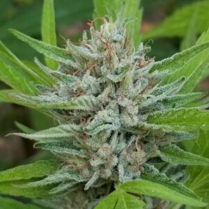 SFV Columbian (San Fernando Valley X Colombian) 10 Regular Seeds