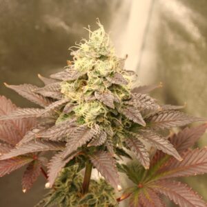 Animal Flapjacks F1 (Flap Jacks x Animal Cookies) 10 Feminized Seeds