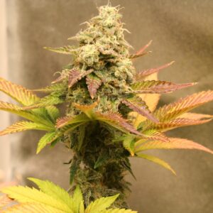 Bananimal Cookies F1 (Banana Punchsicle x Animal Cookies) 10 Feminized Seeds