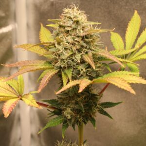 Cheese Cookies F1 (Big Buddha Cheese x Animal Cookies) 10 Feminized Seeds