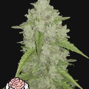 Amnesia Haze Auto 3 Feminized Autoflower Seeds
