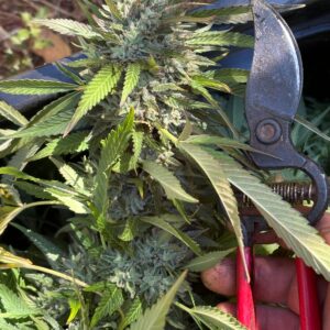 Ape of Kabul F3 (Gorilla Glue #4 'cut-only' x Afghani #1) 10 Regular Seeds