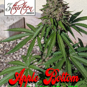 Apple Bottom (Apple Fritter x Citrus MILF) F1 7 Feminized Seeds
