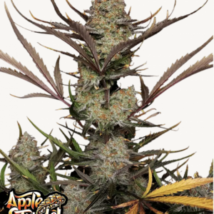 Apple Strudel Auto 3 Feminized Autoflower Seeds