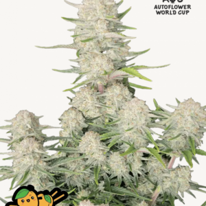 Apricot Auto 3 Feminized Autoflower Seeds