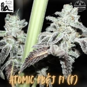 Atomic PB&J F1 (Atomic Jelly x Peanut Butter Breath) 10 Feminized Seeds