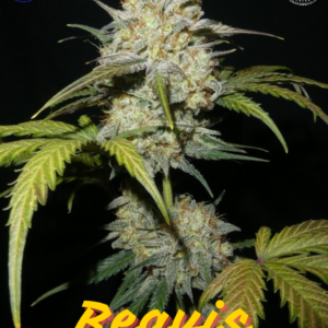 Beavis F1 Auto 5 Autoflower Seeds