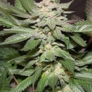 Blue God Bud F1 (Blue Widow F2 x BC God Bud F2) 10 Regular Seeds
