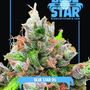 Blue Star OG F1 (Triangle Kush x Blue Star) 4 Feminized Seeds