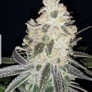 Blue Star x Blueberry F4 10 Regular Seeds