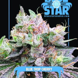 Blue Trop Cherry F1 (Trop Cherry x Blue Star) 4 Feminized Seeds