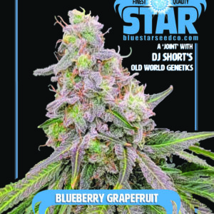 Blueberry Grapefruit F1 (Sweet Pink Grapefruit x 1998 F4 Blueberry S1) 4 Feminized Seeds