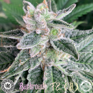 Backroads F2 (Chocolope BX x I-95) 10 Regular Seeds