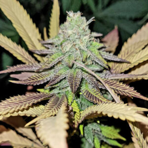 Banana Blow F1 (Banana Punchsicle x [GMO x Swayze]) 10 Regular Seeds