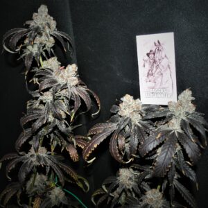Banana Punchsicle BX1 F2 10 Regular Seeds