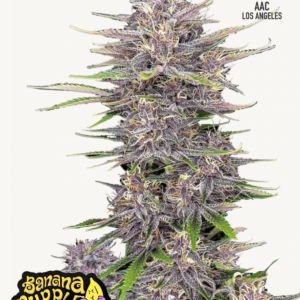 Banana Purple Punch Auto 3 Feminized Autoflower Seeds