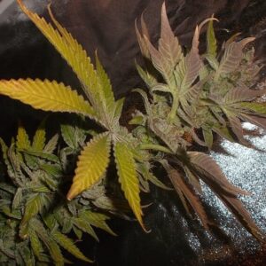 Big Smith F2 (Fat Grape Cheese x Agent Orange) 10 Regular Seeds