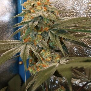 Black Lemon Reserve F1 (Lemon Sorbet x Blackberry Skittlez) 10 Feminized Seeds