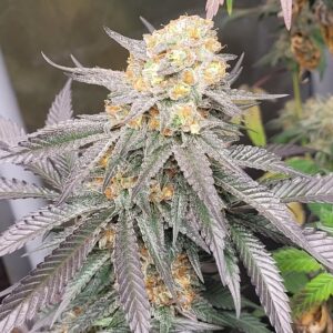 Black Lime Preserves F1 (Chernobyl x Blackberry Skittlez) 10 Feminized Seeds
