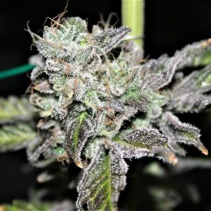 Black Mamba S1 (Black D.O.G. x Jelly Pie) 10 Feminized Seeds