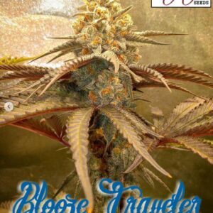 Blooze Traveler F1 (Blueberry Hashplant x Peanut Butter Breath) 7 Feminized Seeds