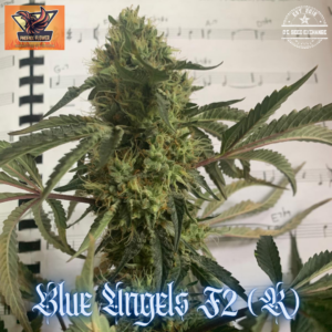 Blue Angels F2 (Blue Euphoria ‘Clone-Only’ x Glue Sniffer BX3) 10 Regular Seeds