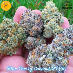 Blue Cherry Coconut F3 (Blue Euphoria x Cherry Coconut) 10 Regular Seeds