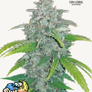 Blue Dream Auto 3 Feminized Autoflower Seeds