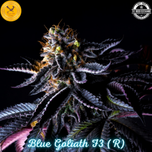 Blue Goliath F3 (Blue Euphoria x Goliath #33) 10 Regular Seeds