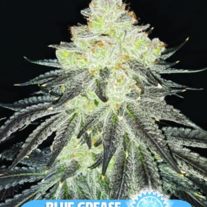 Blue Grease (Grease Monkey x Blueberry F4) 10 Regular Seeds