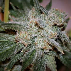 Blue Tarts F1 (Twinkle Tarts x Blueberry Hash Plant) 10 Feminized Seeds