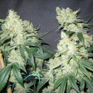 Blue Ballz F1 (Fireballs x Pre 97' Blue Moonshine) 10 Regular Seeds