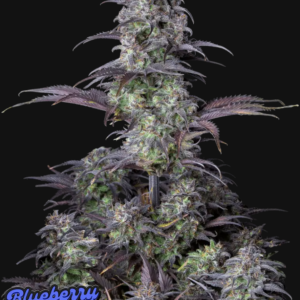 Blueberry Auto 3 Feminized Autoflower Seeds