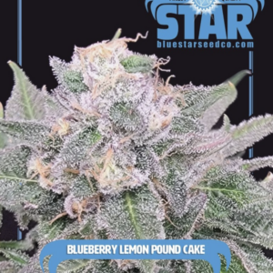 Blueberry Lemon Poundcake F1 (London Poundcake x Blue Star) 4 Feminized Seeds