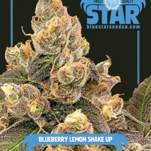 Blueberry Lemon Shake-Up F1 (Lemon Head x Blue Star) 4 Feminized Seeds