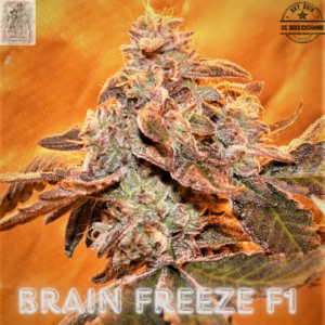 Brain Freeze F1 10 Feminized Seeds