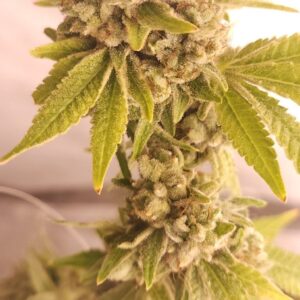 Breathless F2 (Gas Breath F3 x GTR F3) 10 Regular Seeds