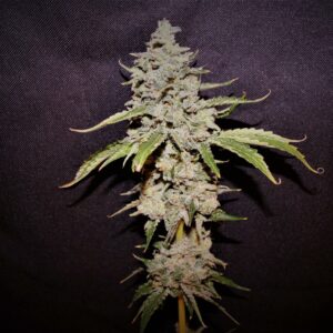 Brisco's Blues F1 (Blueberry Shortcake F2 x Blueberry Hash Plant) 6 Feminized Seeds