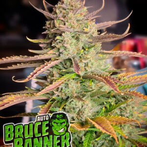 Bruce Banner Auto 3 Feminized Autoflower Seeds
