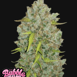 BubbleGum Auto 3 Feminized Autoflower Seeds