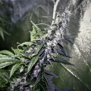 Budd Lite F1 (Woke Smoke x Offendo) 10 Feminized Seeds